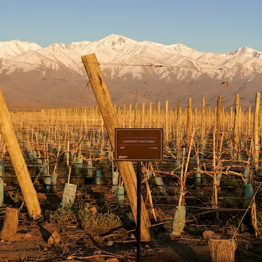 Pruning experience in Mendoza’s best vineyards