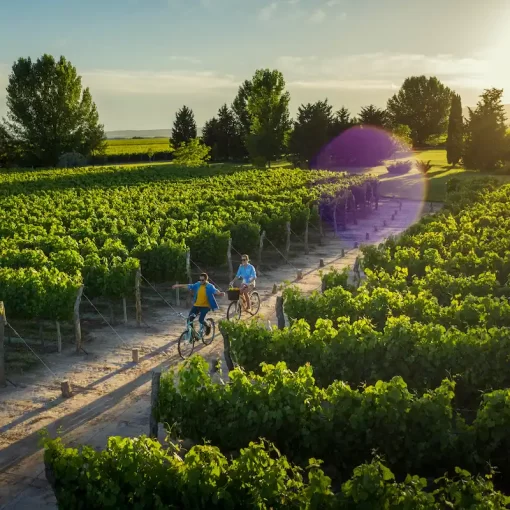 Bike ride through Mendoza's vineyards