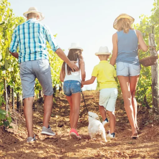 Private family tour in 3 wineries in Luján de Cuyo or Maipú with lunch